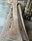 Black Walnut