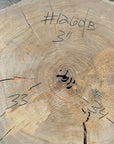 Elm Live-edge cookie slab