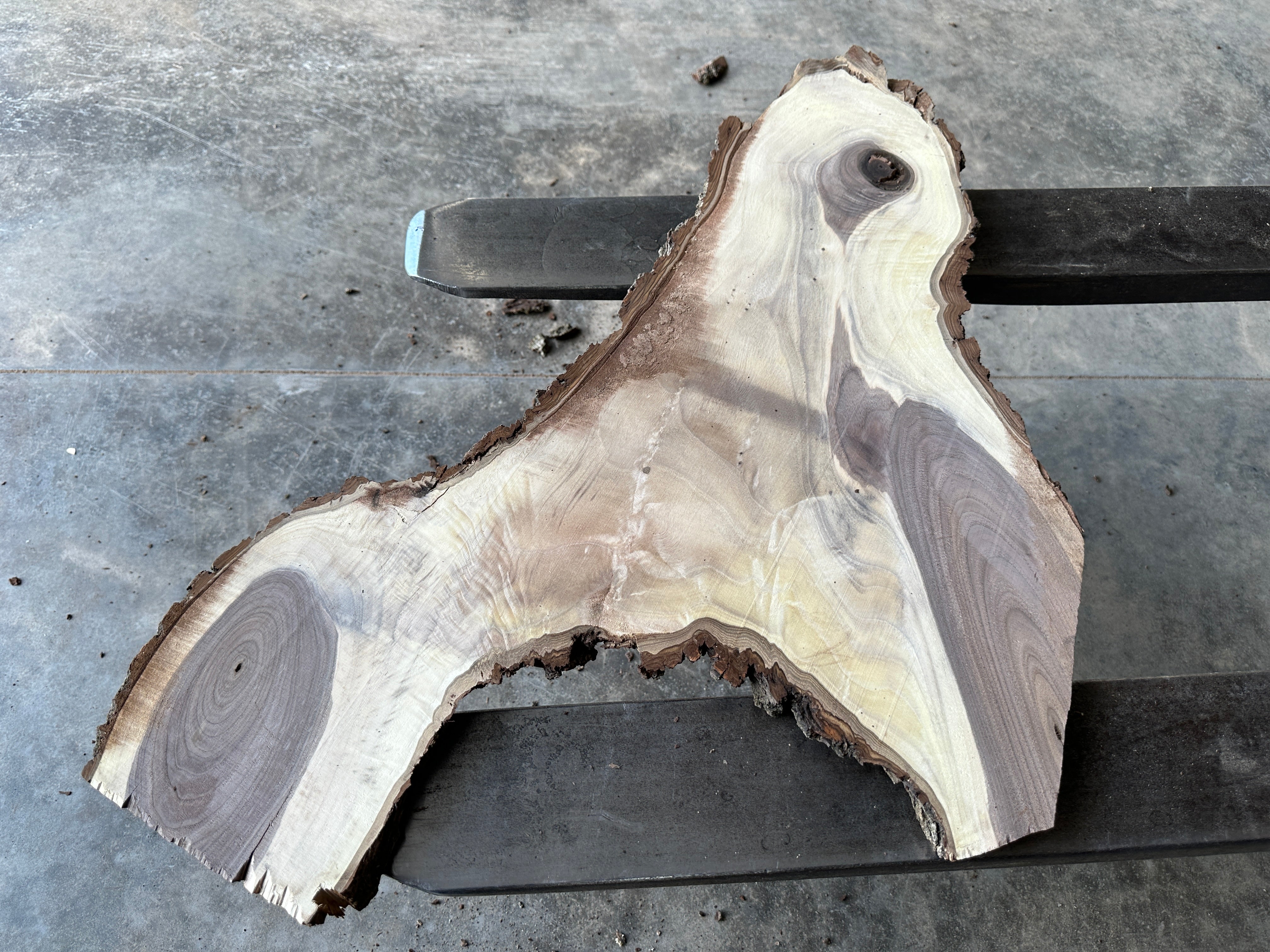 Black Walnut Live-edge slab