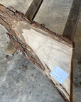 Black Walnut Live-edge slab