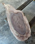 Black Walnut Live-Edge slab