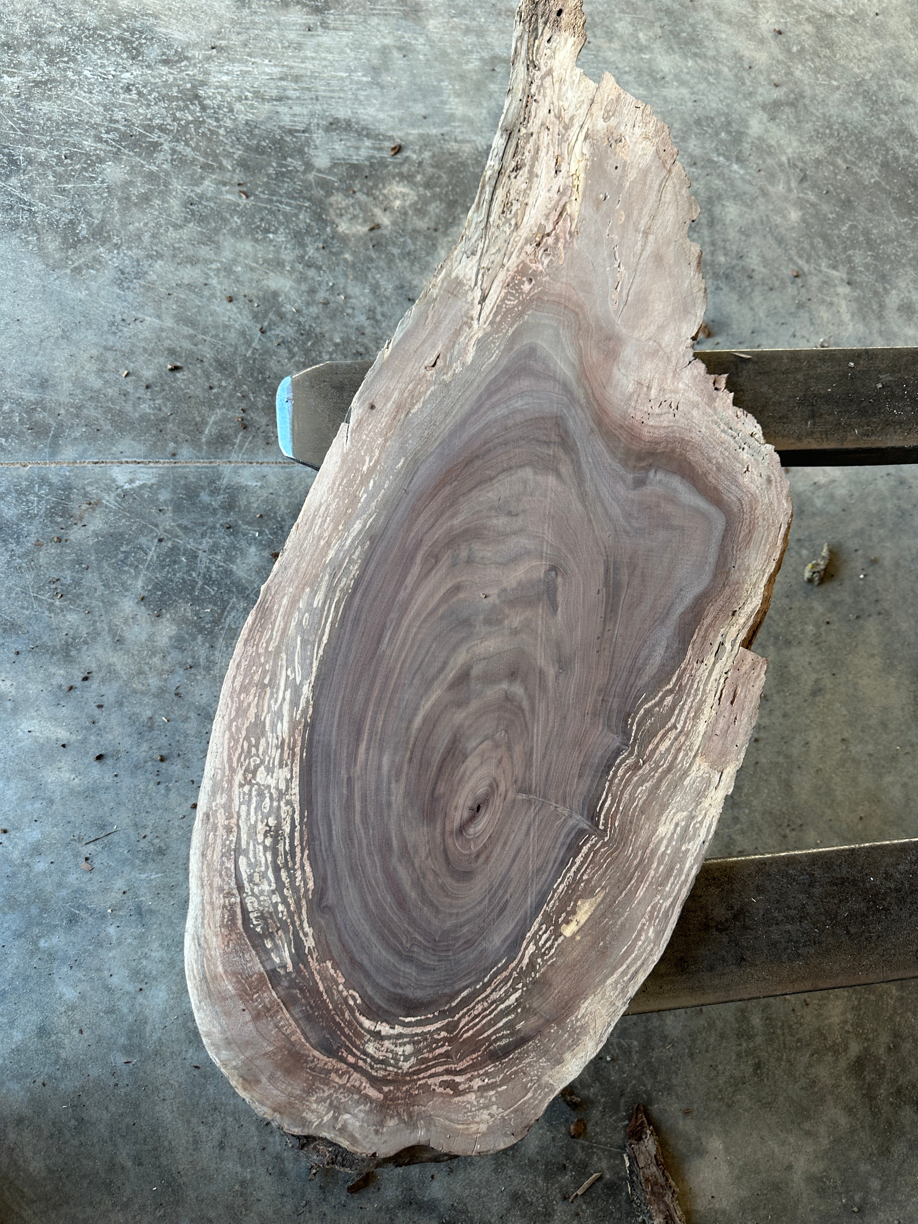 Black Walnut Live-Edge slab
