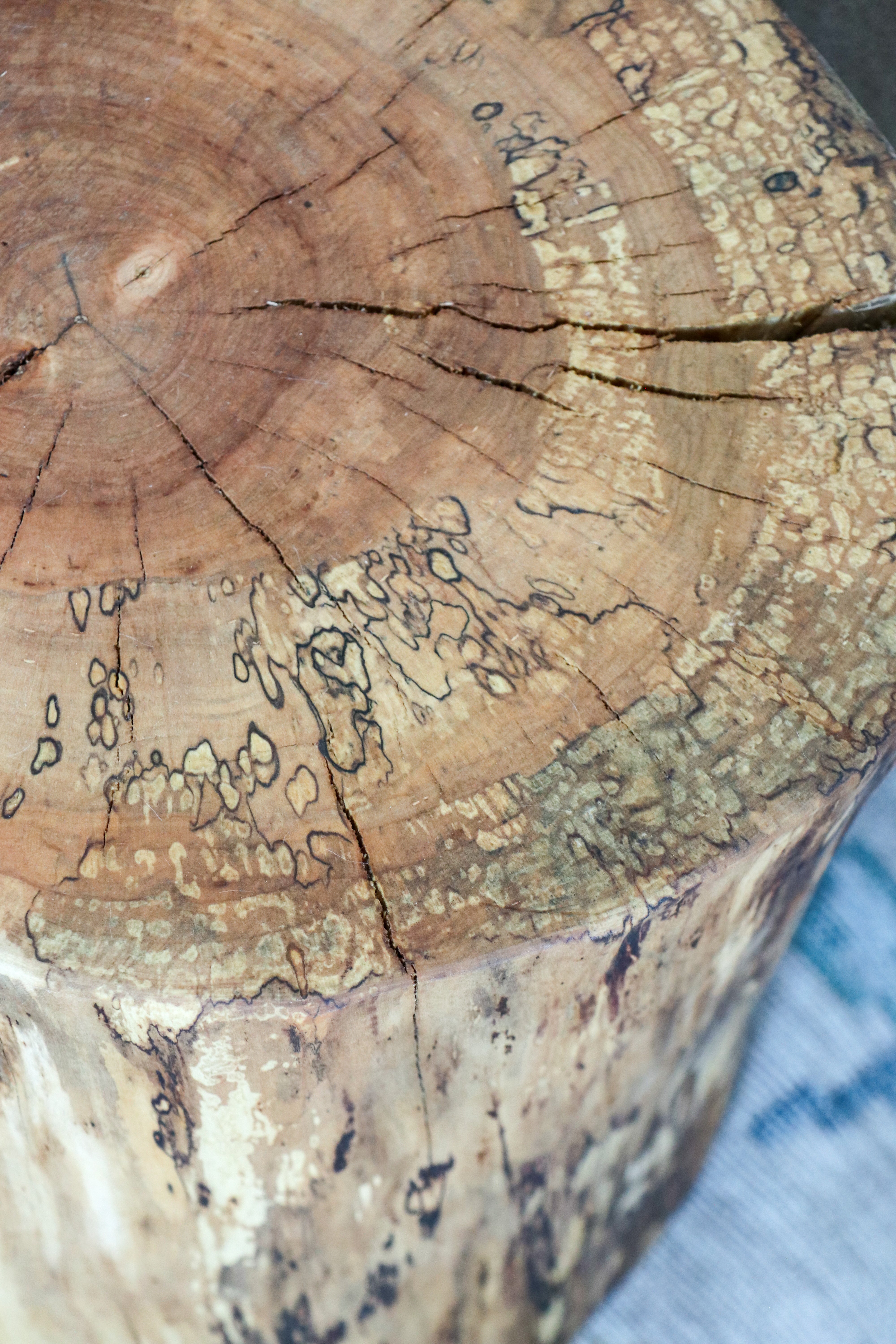 Spalted Maple Natural Tree Trunk Stump Side Table - Authentic, Real, Genuine Wood