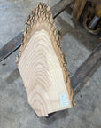 White Ash slab
