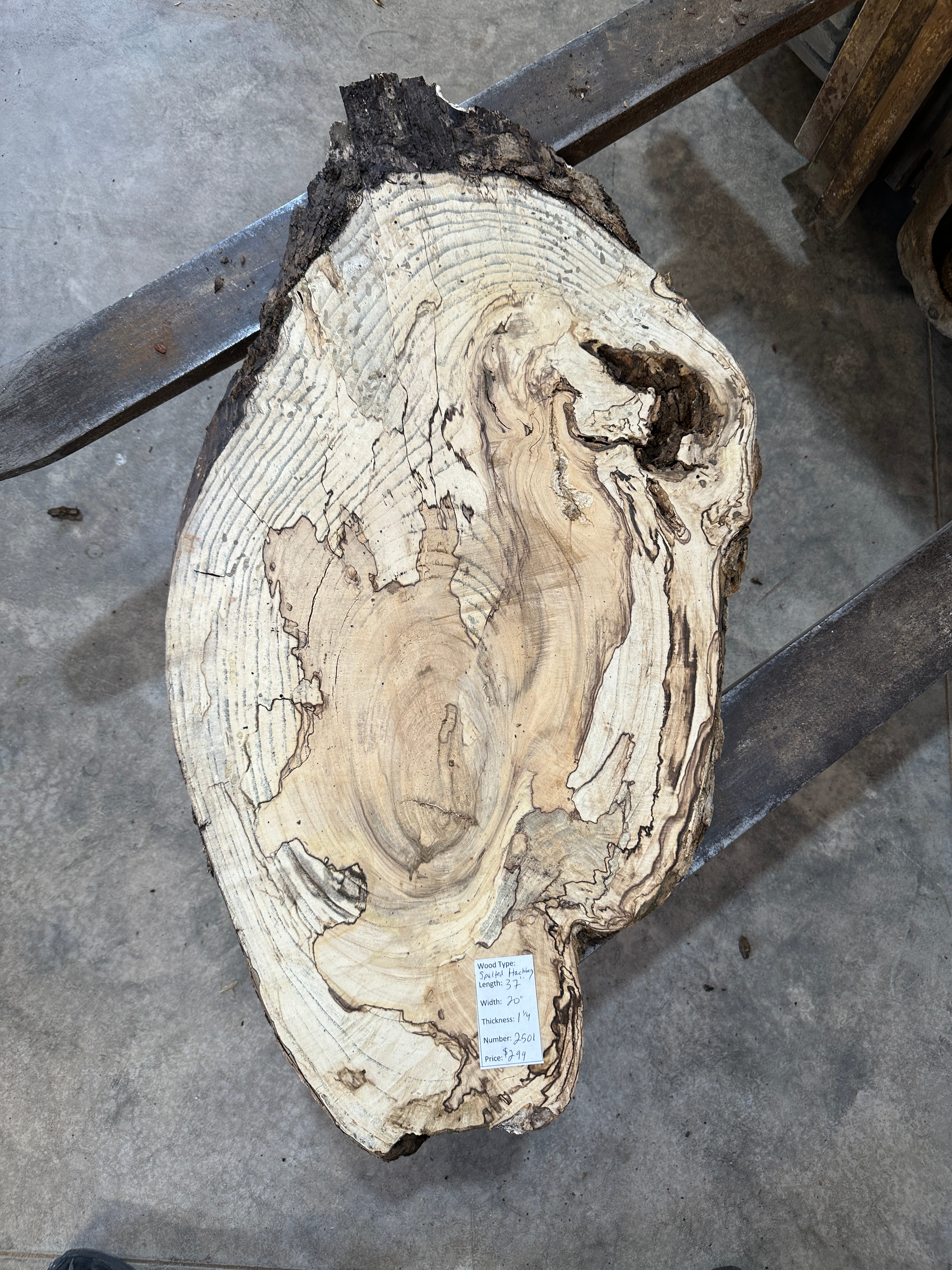 Spalted Hackberry Slab