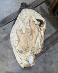 Spalted Hackberry Slab