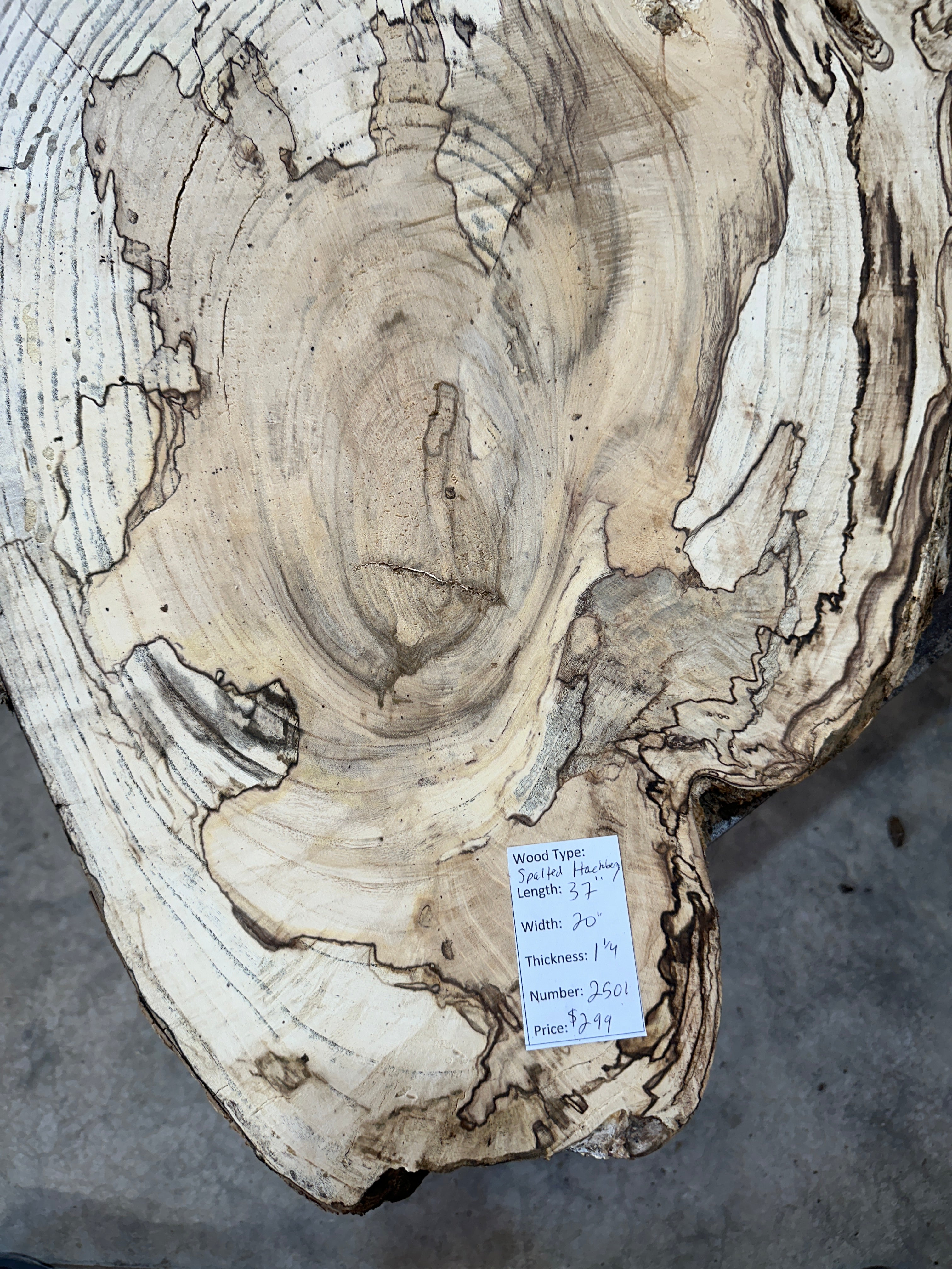 Spalted Hackberry Slab