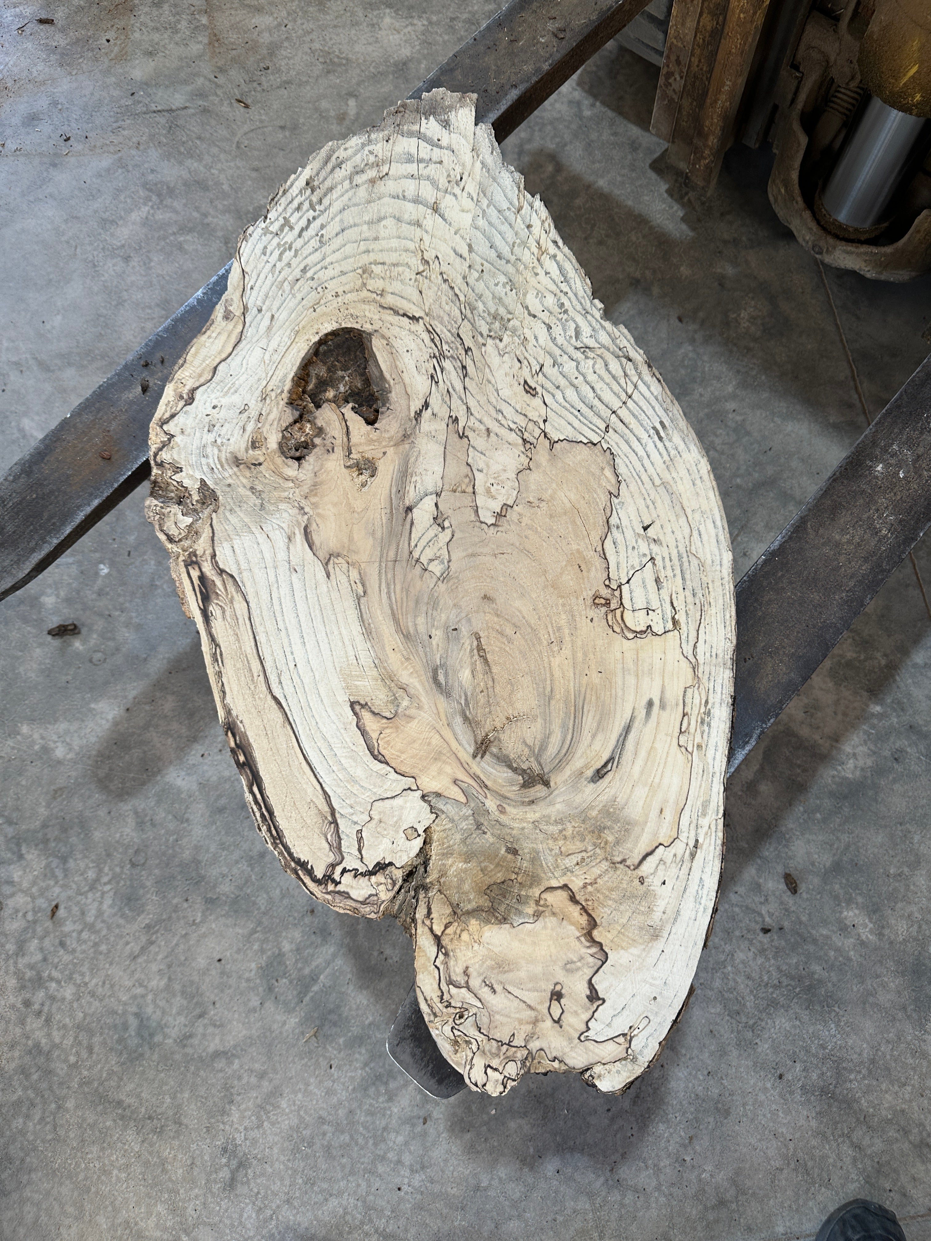 Spalted Hackberry Slab