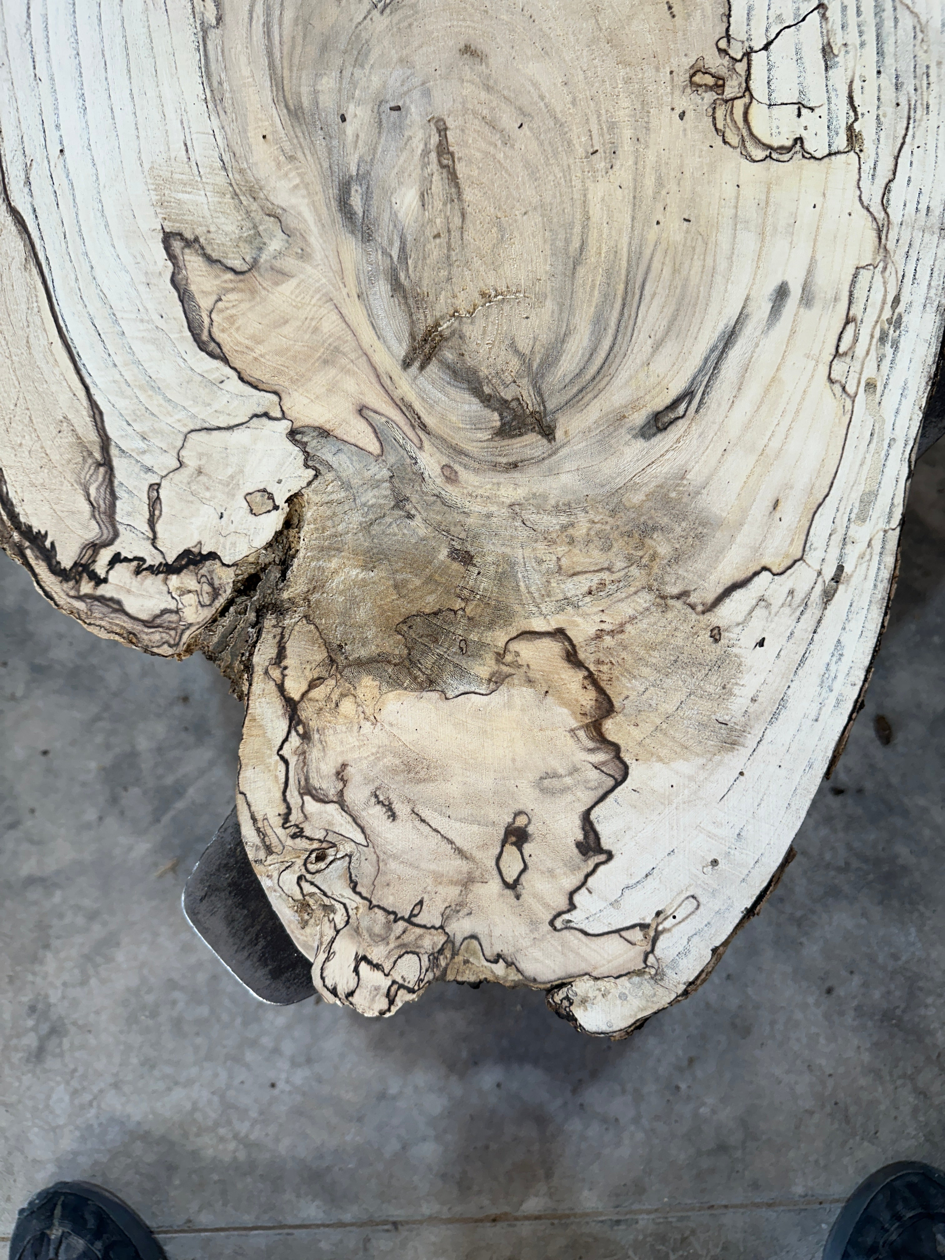 Spalted Hackberry Slab