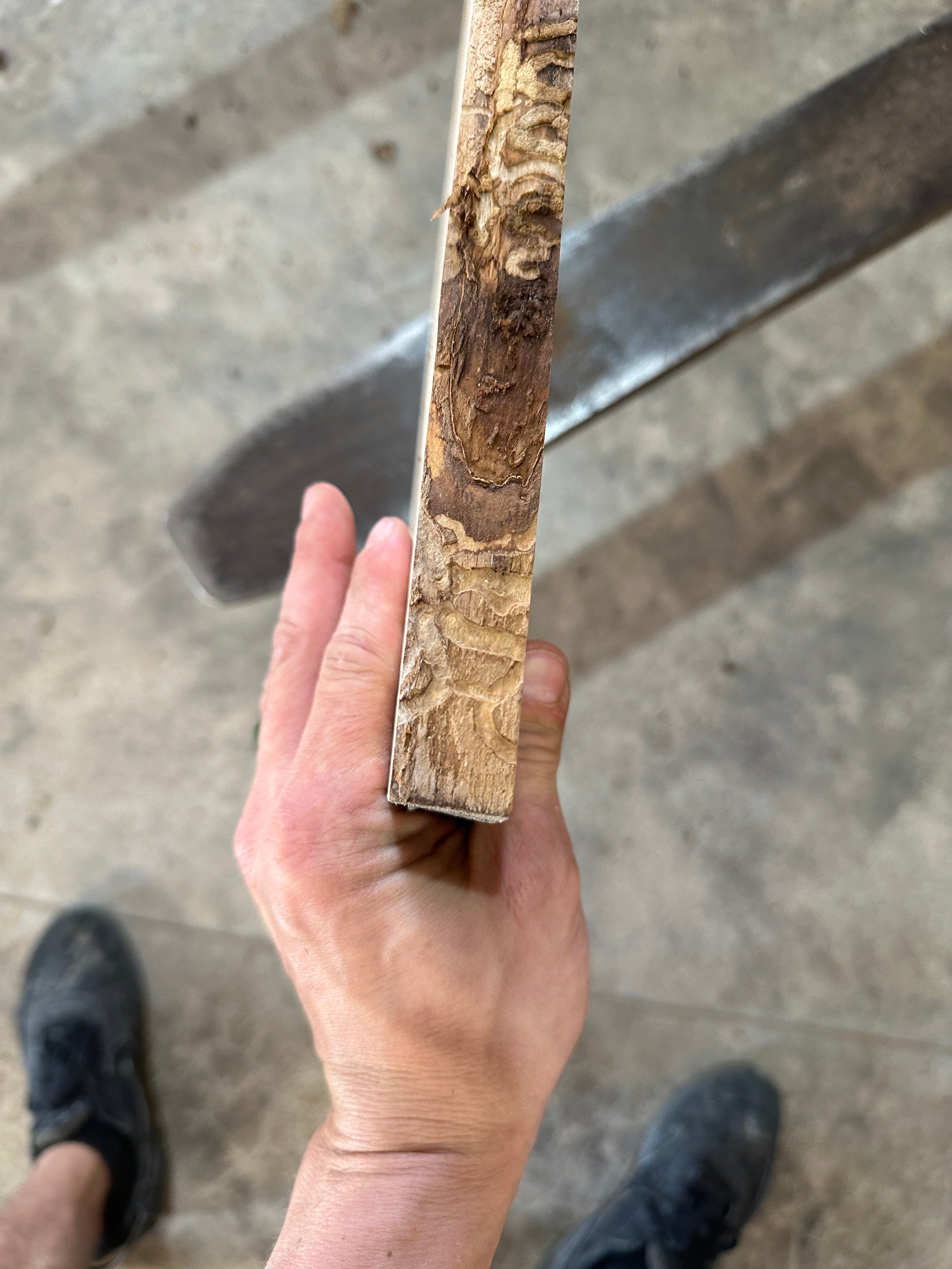 White Ash slab