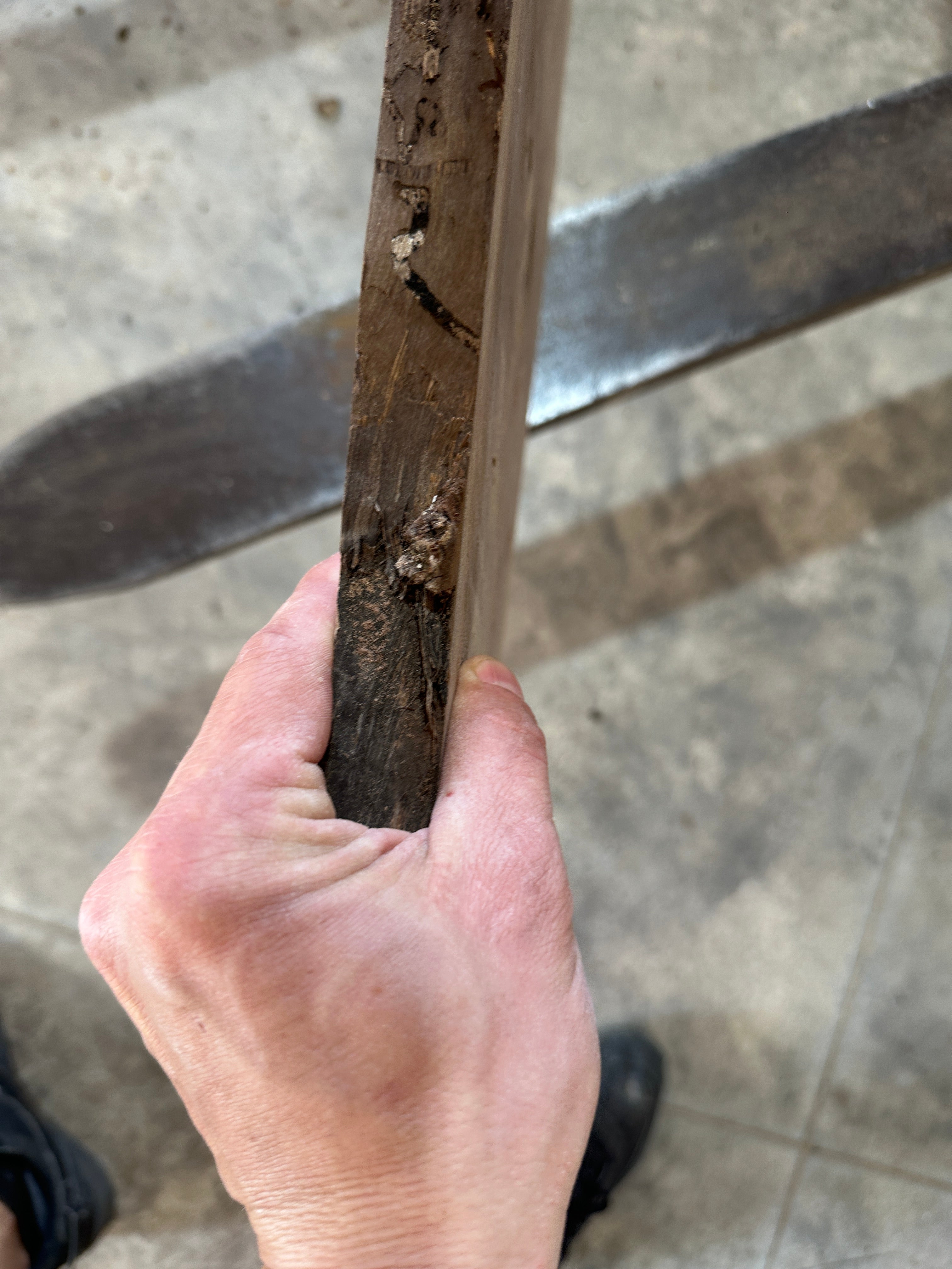 Black Walnut Slab