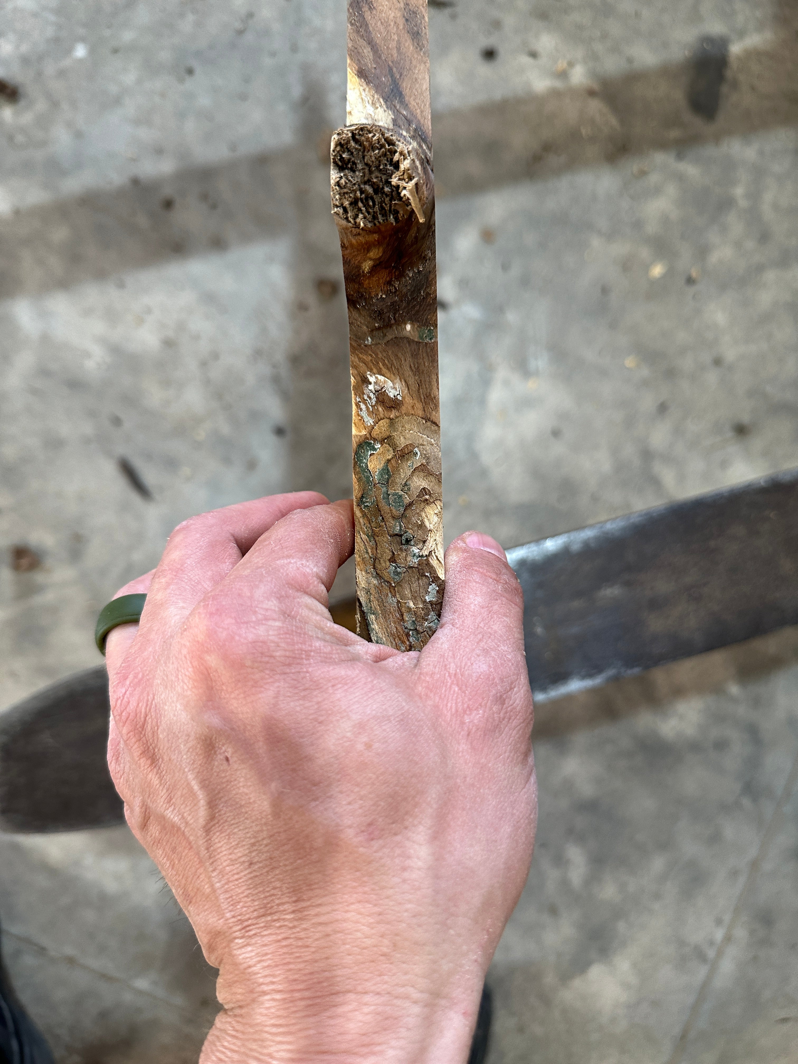White Ash slab