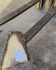 Black Walnut Live-edge slab