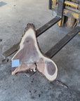 Black Walnut Live-edge Slab
