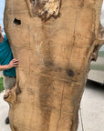 White Oak Lumber Slab Wood
