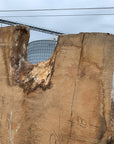 White Oak Lumber Slab Wood