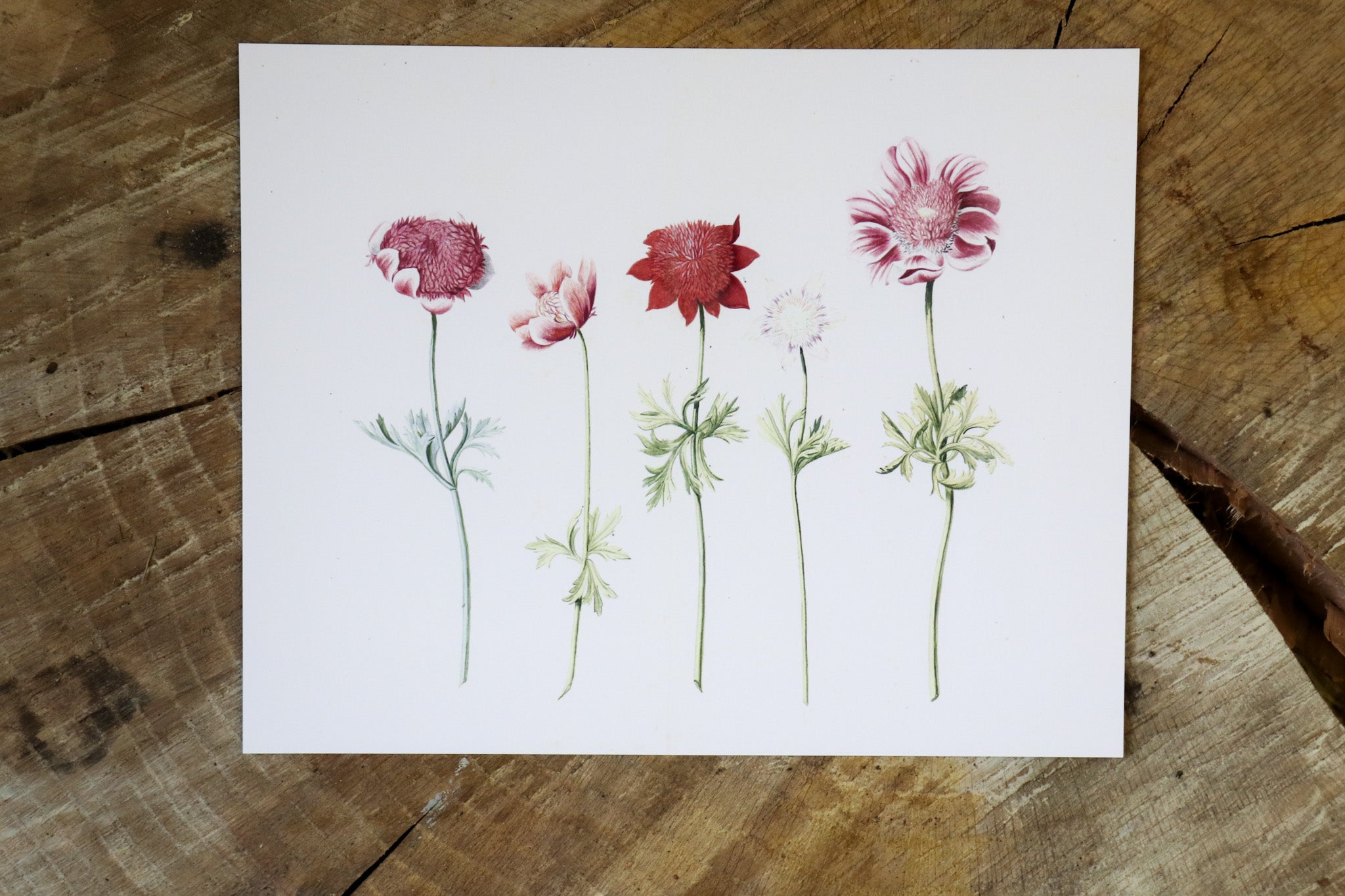 Vintage Art Print - Spring Blooms (in stock) - Hazel Oak Farms