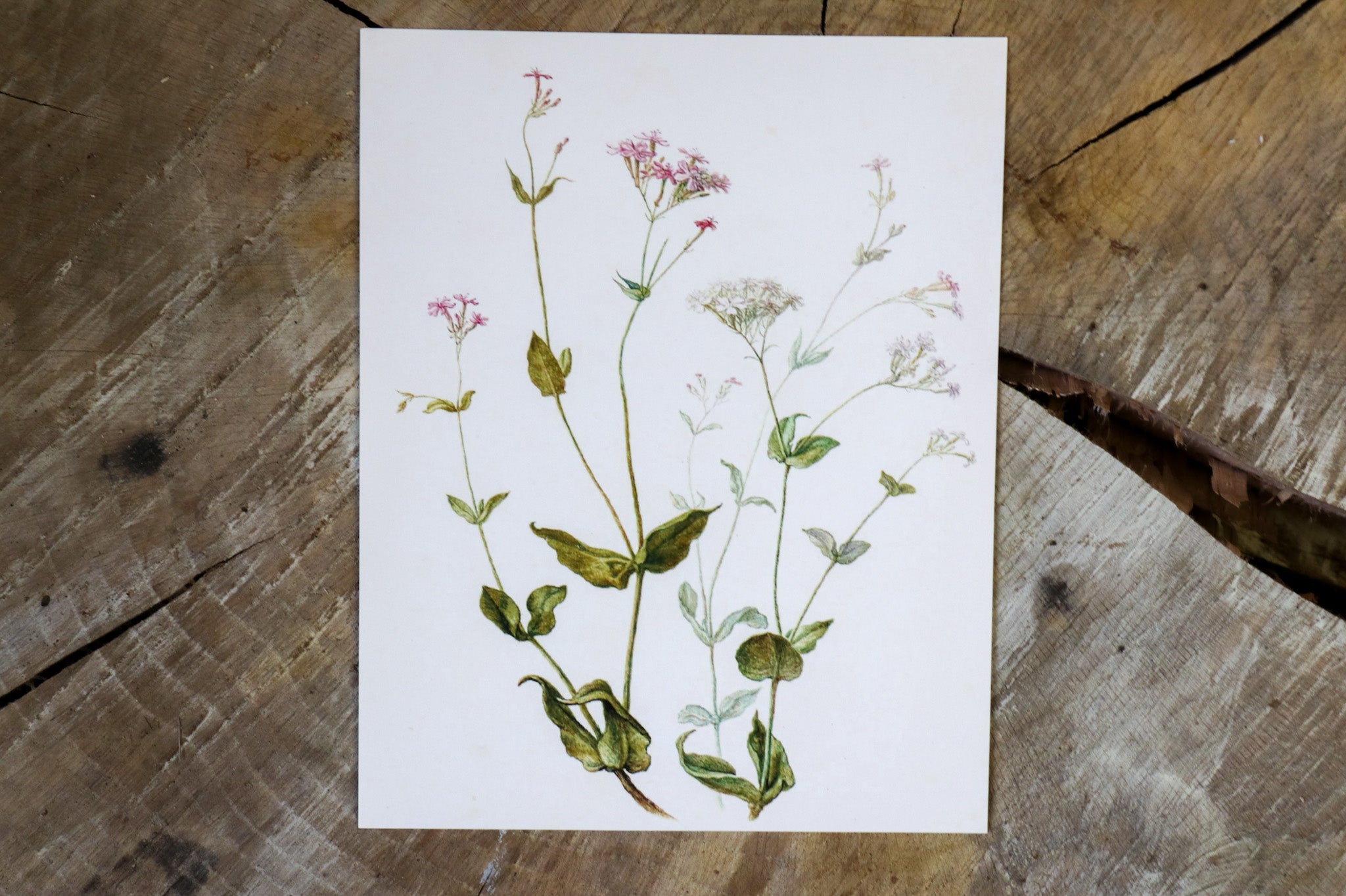 Vintage Art Print - Wildflowers (in stock) - Hazel Oak Farms