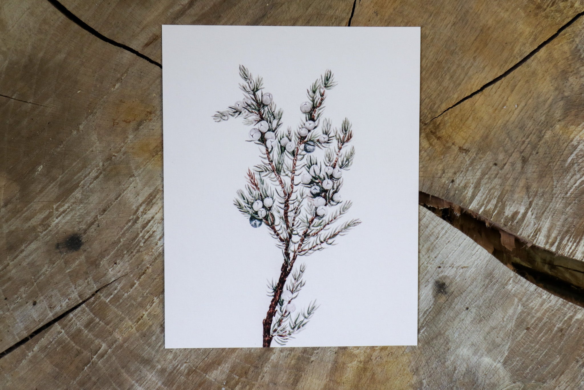 Vintage Art Print - Wintery Greenery (in stock) - Hazel Oak Farms