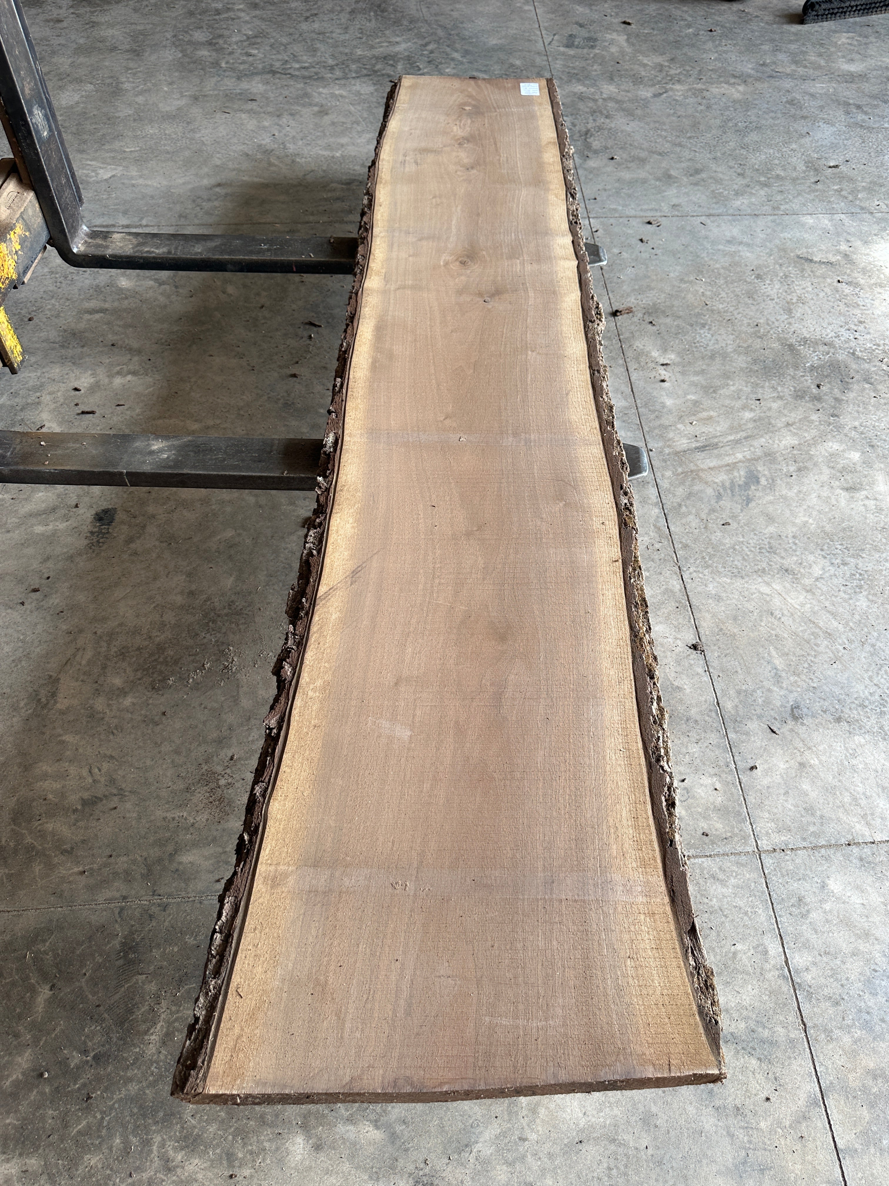 Black Walnut 