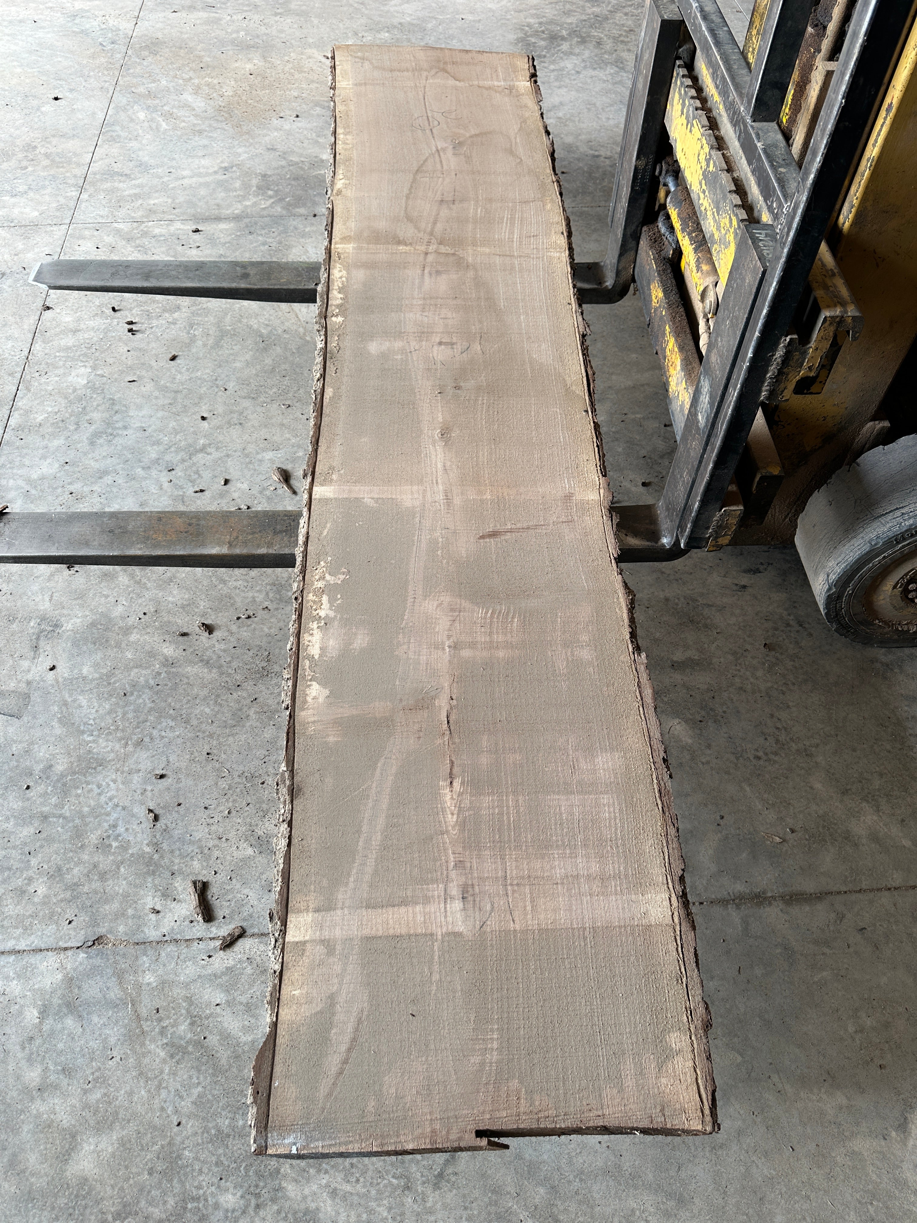 Black Walnut 