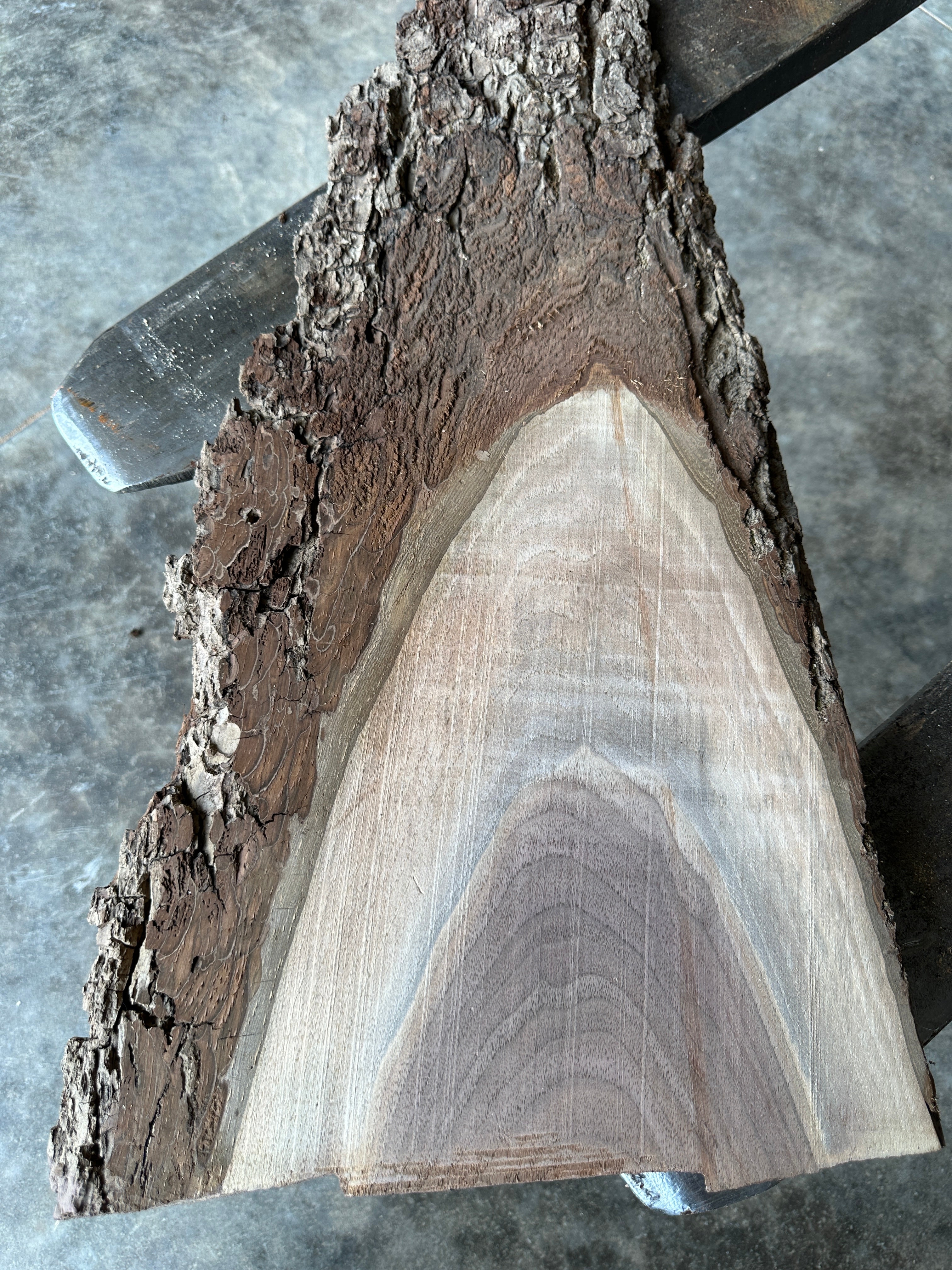 Black Walnut 