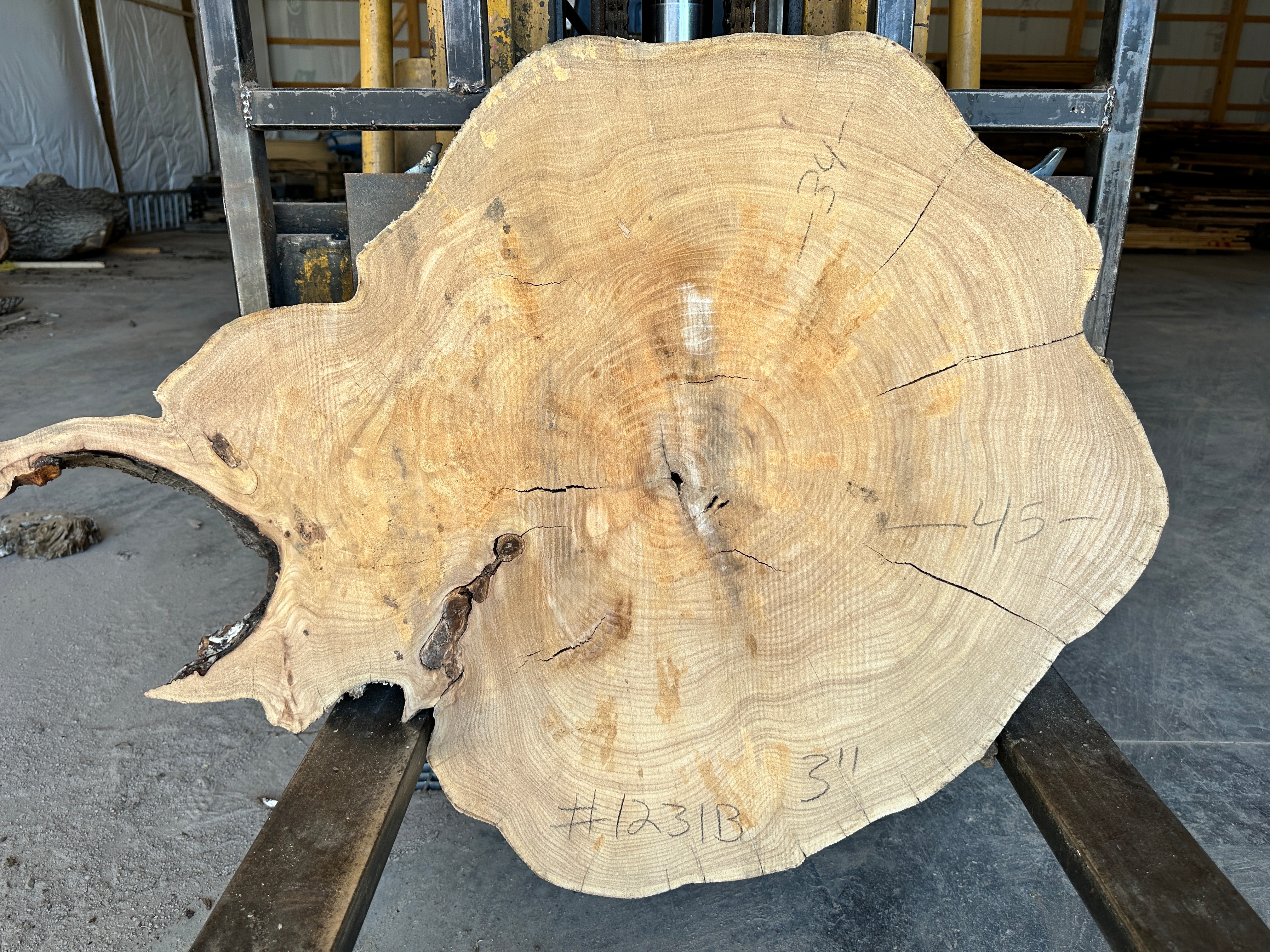 Elm cookie live-edge slab #1231 - Hazel Oak Farms