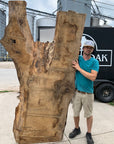 White Oak Lumber Slab Wood