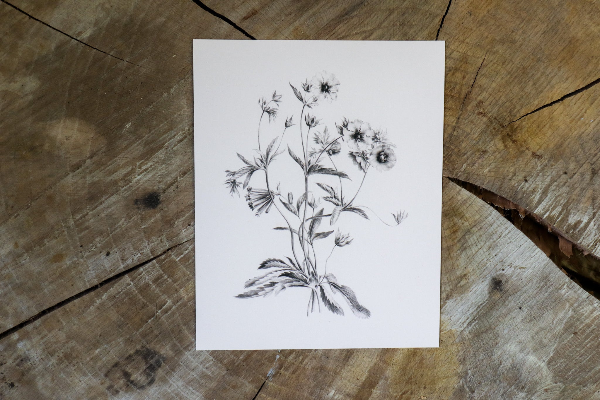Vintage Art Print - Flower Sketch (in stock) - Hazel Oak Farms