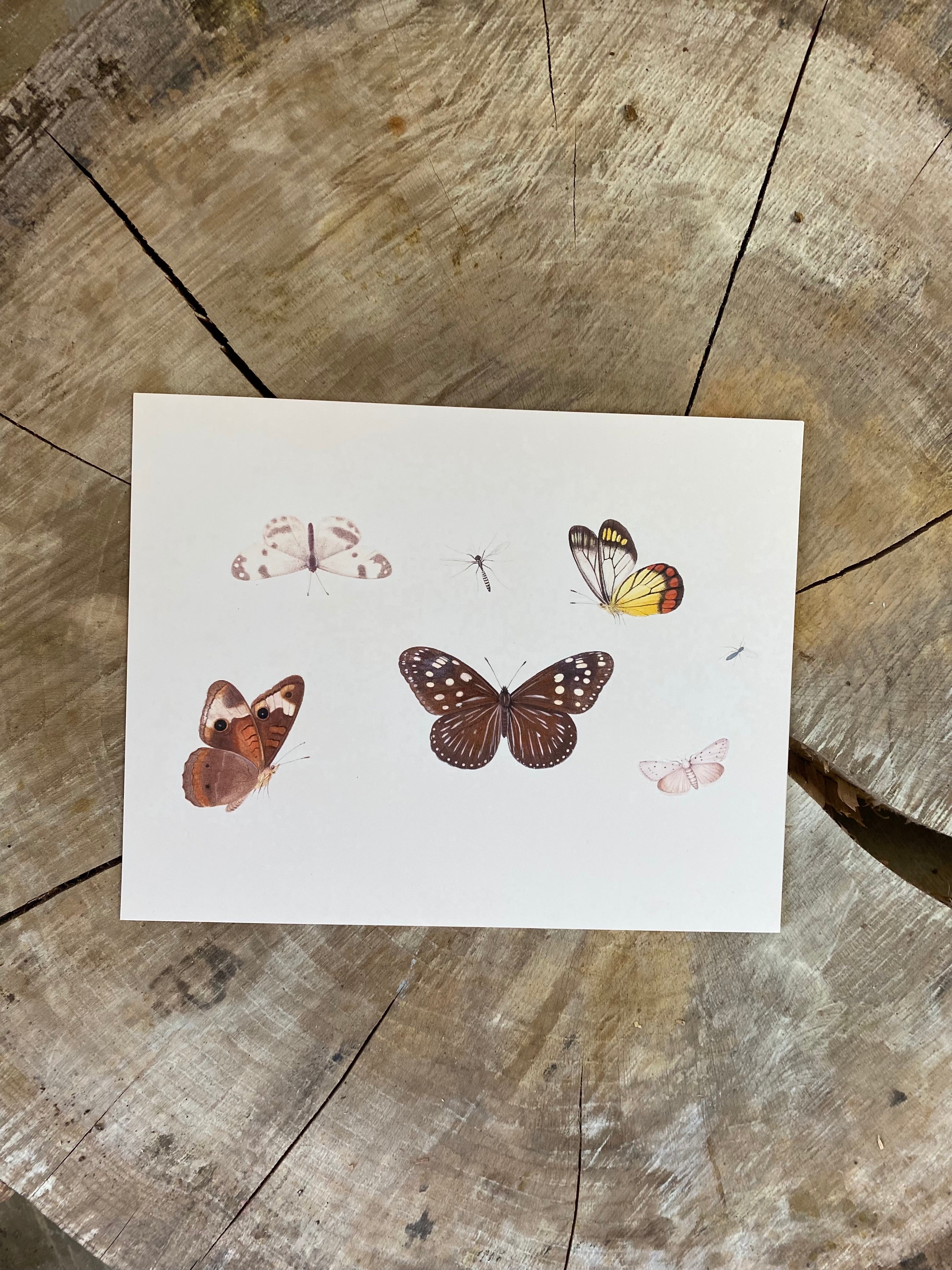 Vintage Art Print - Butterflies (in stock) - Hazel Oak Farms